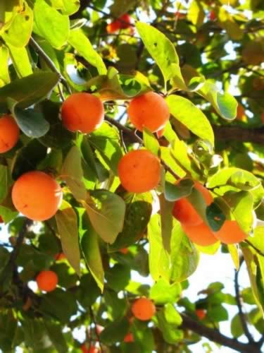 秋吃柿子好处多 五项提醒必看