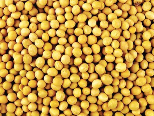 ���Ƥ����ϲ����ʲô