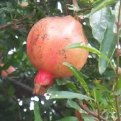 ������ӣ���۰� 30�겻������ʳ��