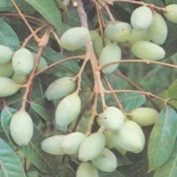 ������ӣ���۰� 30�겻������ʳ��