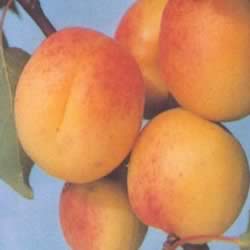 ���ѿ��ϱ�ʪ ����������ʧ��ʳ��