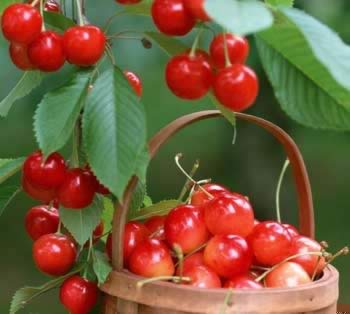 �и�����������ʳ�����Ӥ������