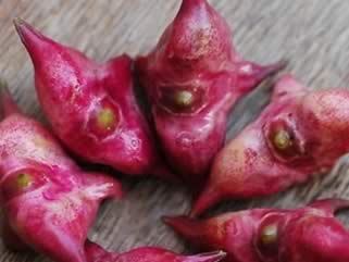 �Ĵ�ʳ�� �������ؼ�����