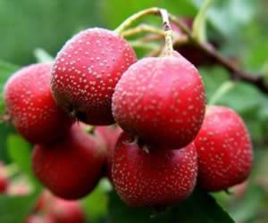 ������ѵ�7����ζʳ��