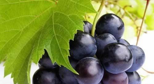 女人最爱的8种养颜黑色食物