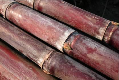 冬季吃什么水果最有益健康?