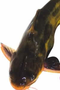 ʳ�ƣ����8���������������伾��