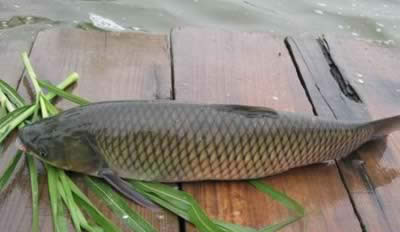 ʳ�ƣ����8���������������伾��