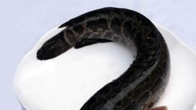 ʳ�ƣ����8���������������伾��