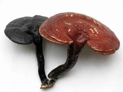 物极必反:这些抗衰物多吃会中毒