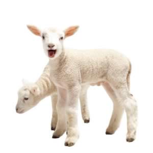 ����������ʳ�����а�