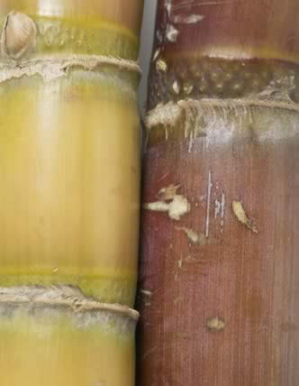 �ߴ�ˮ����������Ч