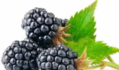 ʳ�ƣ�ˮ�������� �㶨10��Сë��