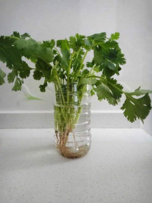 如何延长香菜保鲜期的做法