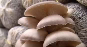 ����������ò��˳�������Сʱ