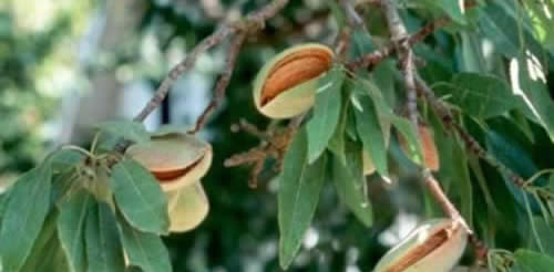 坚果大pk 揭秘谁的营养最高