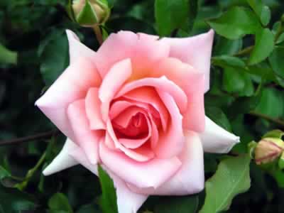 ��ҽ�Ƽ����������ʳ��