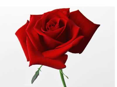 ��ҽ����ע�ص��� ��ͥ������ע��