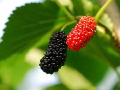 中医养生:推荐五款“养肝粥”