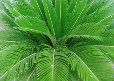 ����Ҷ��ҽ�ƹ�Ч����������