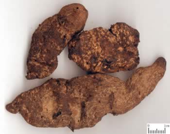 ���صĹ�Ч������