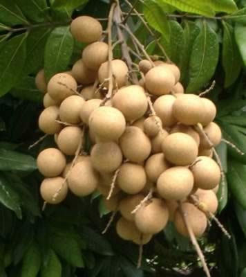 Ƣ������Ӧ������Щʳ�