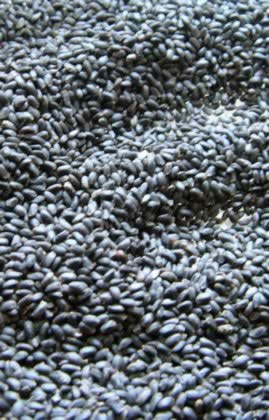 �����ӵĹ�Ч