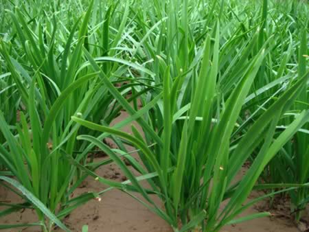 ������߲˸��������������������