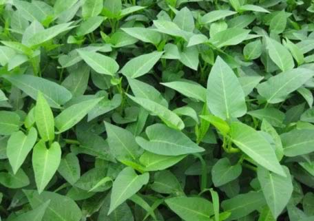 ������߲˸��������������������