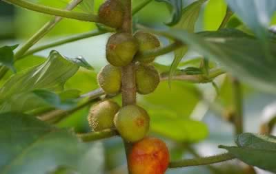 ��ָë�ҵ�ҽ�ƹ�Ч����������