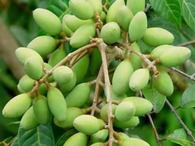 ����Ĺ�Ч������