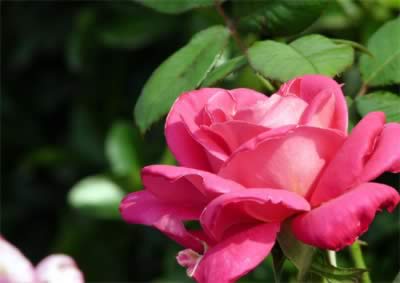 �¼�����ҽ�ƹ�Ч����������