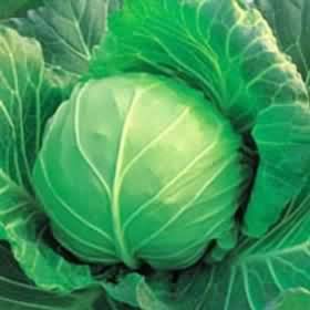 ���Ĳ˵�Ӫ����ֵ