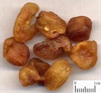 ���ƽ����ۡ�Զ���ۡ�ɢ��-���Ƽ�ҩ�����������Ч