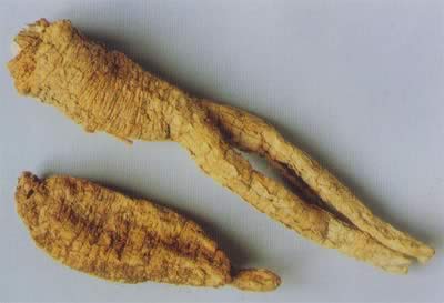 中医本草精华-沙参 沙参的功效与作用