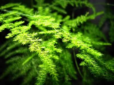 �����ҽ�ƹ�Ч����������