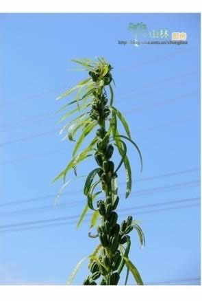 �س�֥��Ҷ������