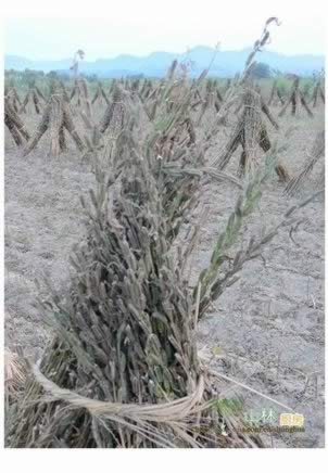 �س�֥��Ҷ������