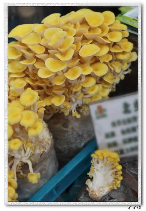 �ܻ�Ģ������������