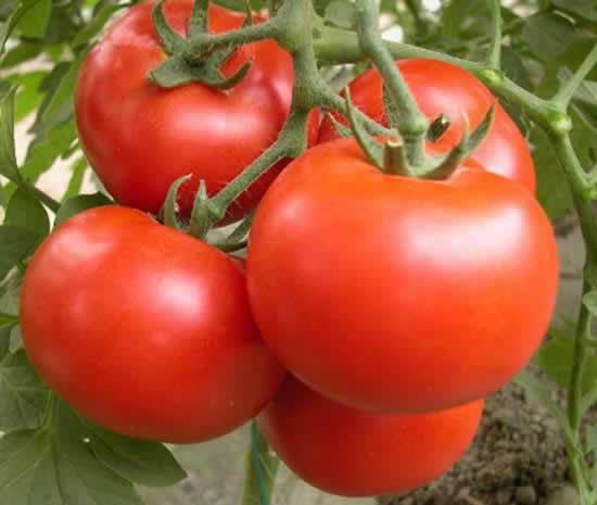 ע����Щʳ�ﲻ�˷ű���