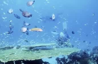 ����������н���