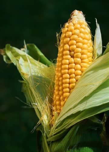 ������������ �������������