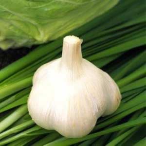 ���������������� ����ʳ����ǿ������