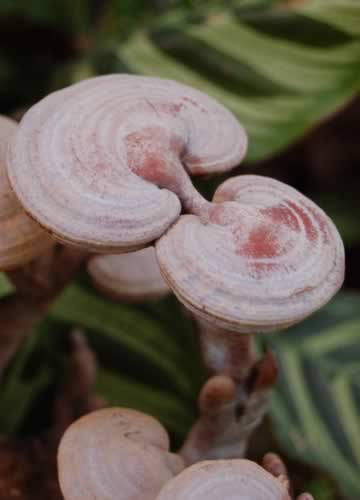 ��Ů����15�ֽ���ʳ�� С������Ҫ����