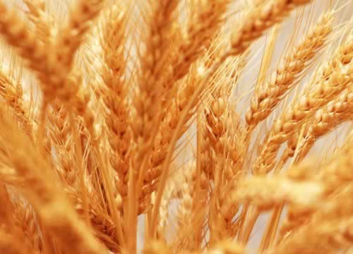 ��Ů����15�ֽ���ʳ�� С������Ҫ����