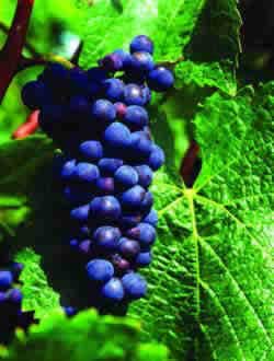 Ů�Զ�����ѿɸ���Ƥ���ɳ�