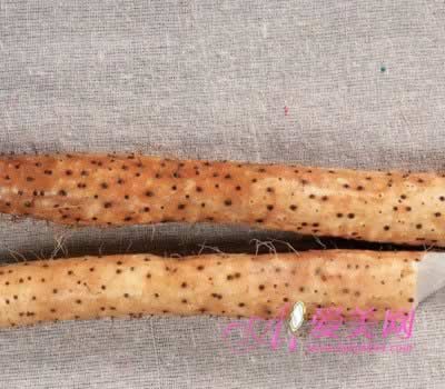 �����Ա��Ǻ�«����ʳ��Ƣ