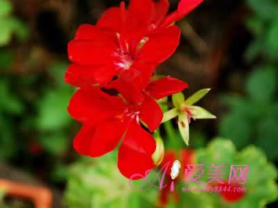 4��ʳ���Ů����ȶԿ�ʹ��