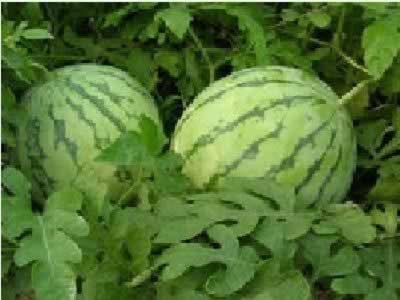 �������裺10�����ˮ����Ȼ������˪