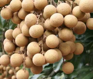 ��Բ9��ʳ�Ʒ� ��Բ�Ƣ���԰���